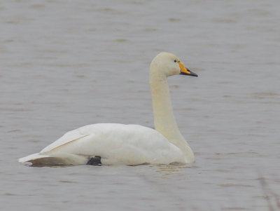Whooper Swan