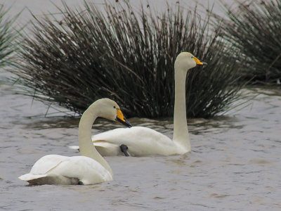 Whooper Swan