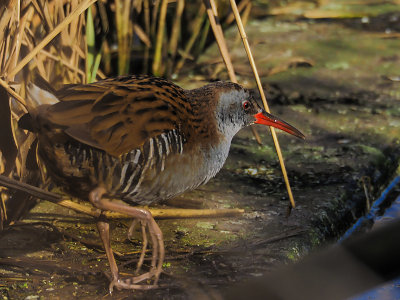 Water Rail
