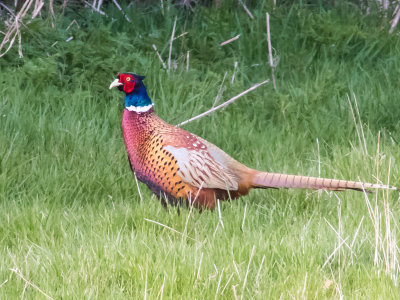 Pheasant