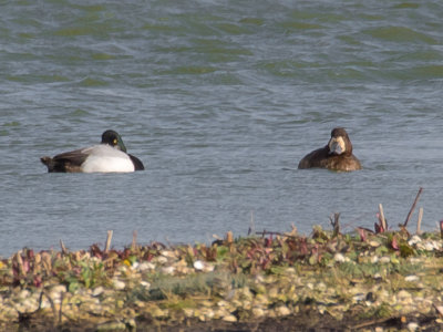 Scaup