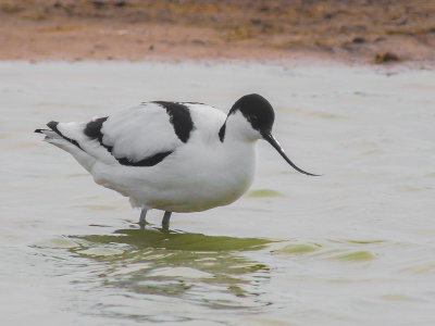 Avocet