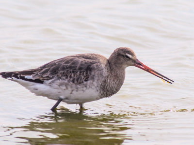 Black-tailed Godwit