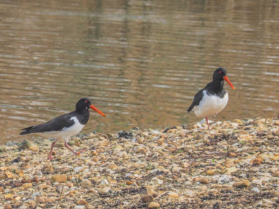 Oystercatcher