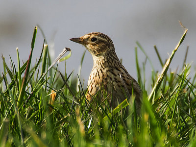 Skylark