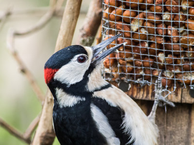 Great spotted Woodpecker