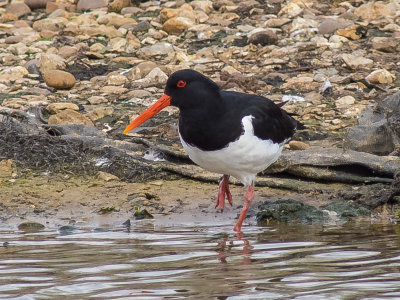 Oystercatcher