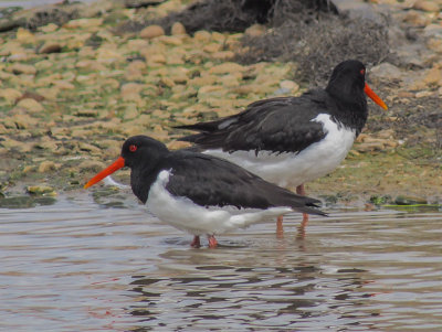 Oystercatcher