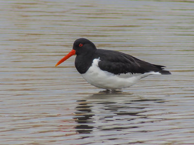 Oystercatcher