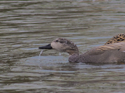 Gadwall