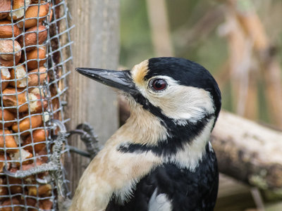 Great spotted Woodpecker