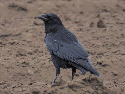 Carrion Crow