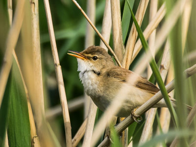 Reed Warbler