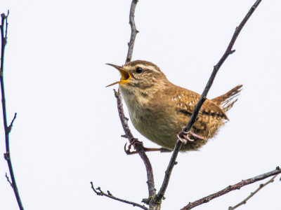 Wren