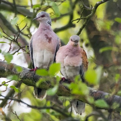 Turtle Doves