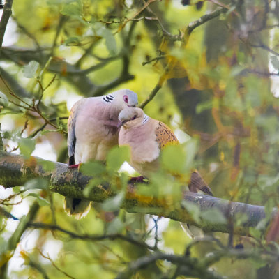 Turtle Doves