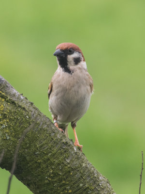 Tree Sparrow