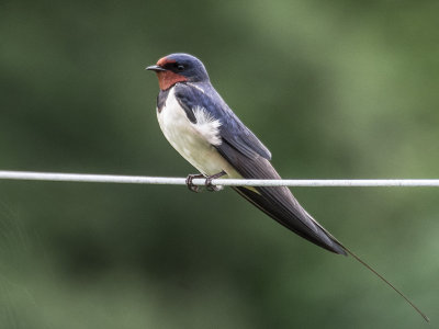Swallow