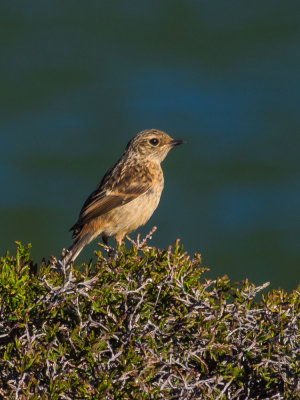 Stonechat female