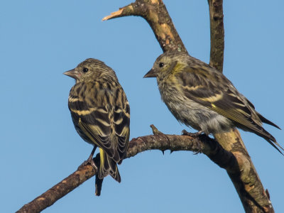 Siskin juveniles