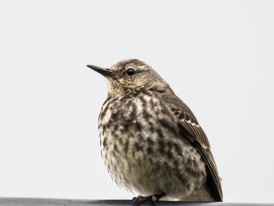 Rock Pipit
