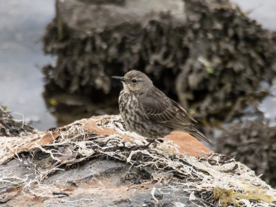 Rock Pipit