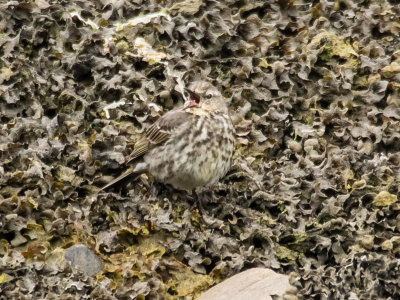 Rock Pipit