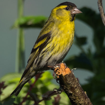 Siskin