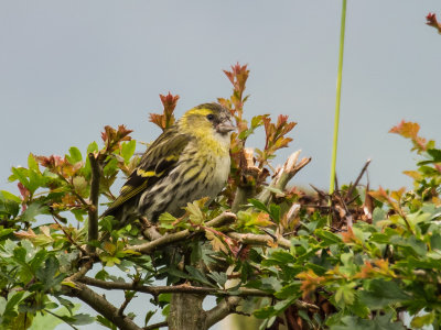 Siskin