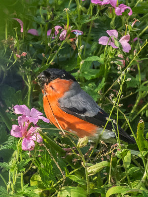 Bullfinch