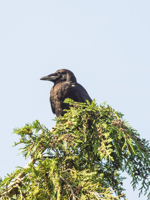 Carrion Crow
