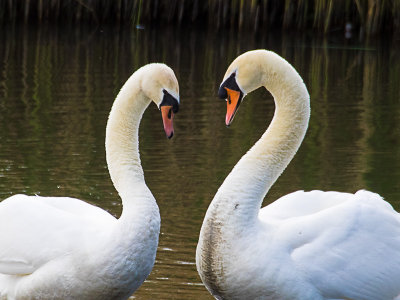 Mute Swan