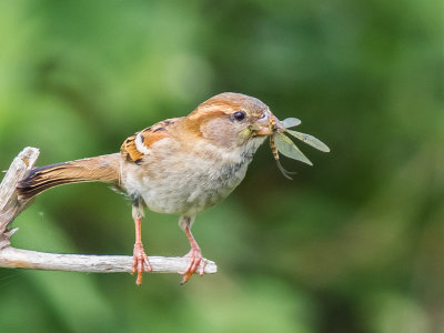 House Sparrow