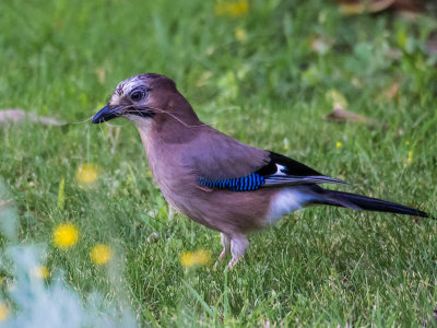 Jay