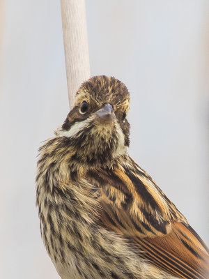 Reed Bunting