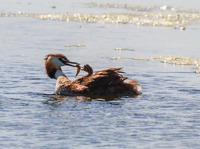 Great Crested Grebe.jpeg