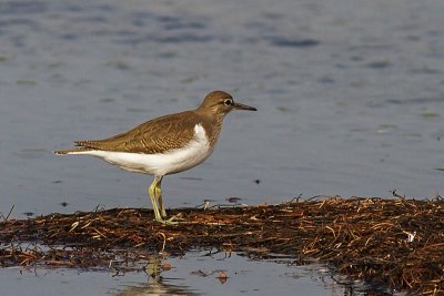 Common Sandpiper.jpeg