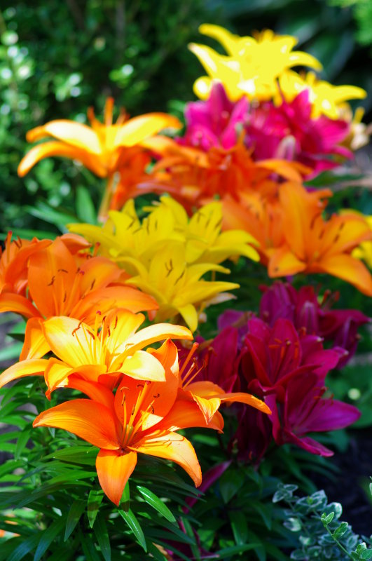 flower02.JPG
