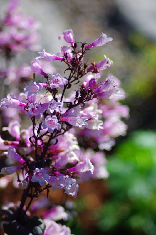 flower04.JPG