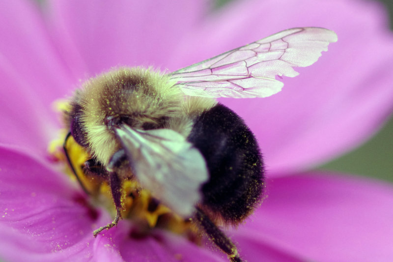 anotherbee.jpg