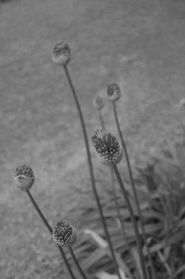 Garden 01.JPG