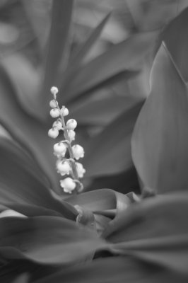 Garden 02.JPG