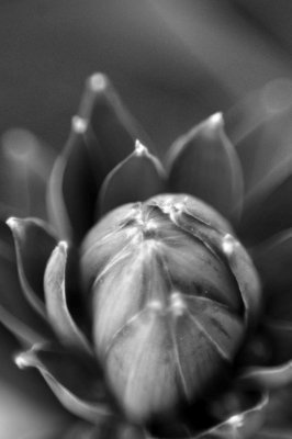 Garden05.JPG