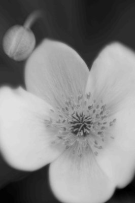 Garden06.JPG