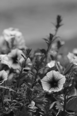 flowers01.jpg