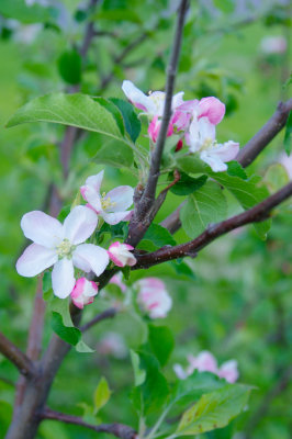 flower01.jpg