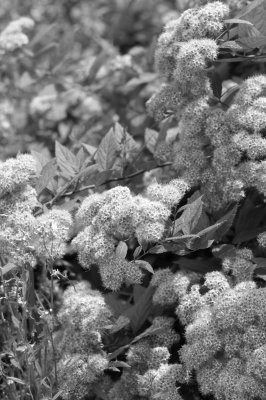 flower01.JPG