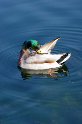 duck05.JPG