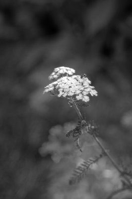flower05.JPG