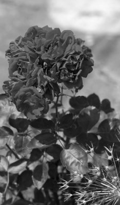 flower06.JPG